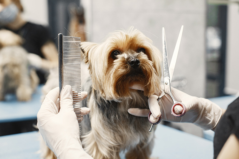 7 benefícios que só o Banho e Tosa oferece para seu pet